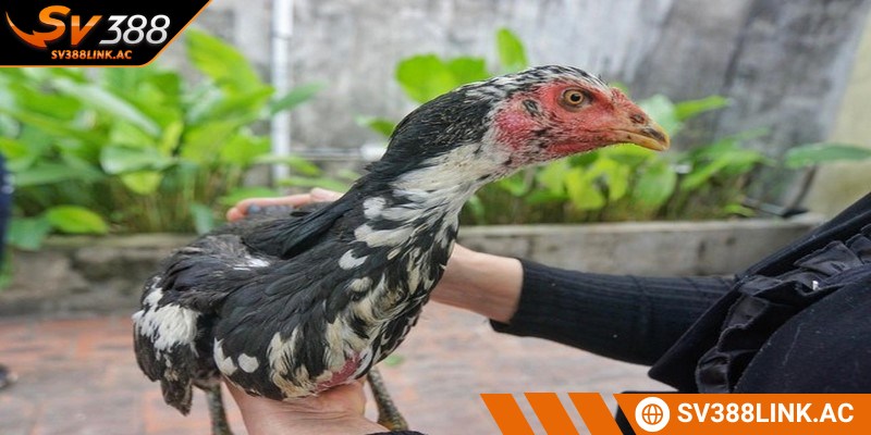 Gà chọi Xã Đàn là giống nổi tiếng nhất miền Bắc hiện nay