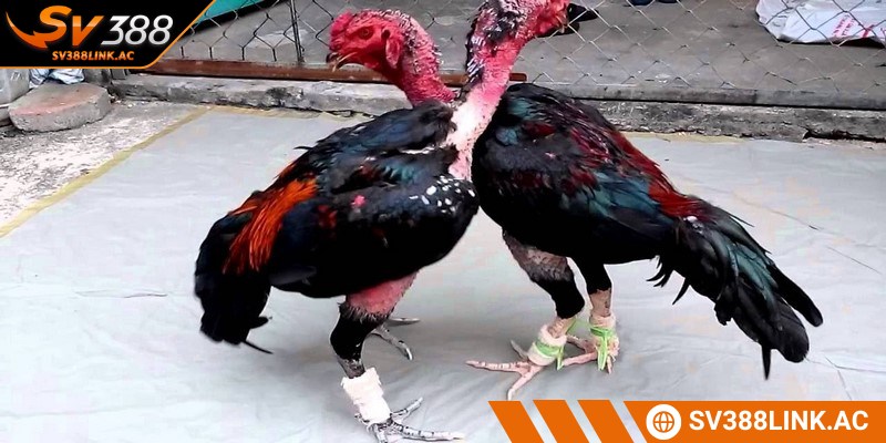 Lịch sử dòng gà chọi hay nhất Việt Nam rất phong phú