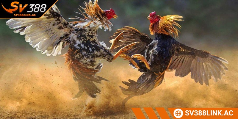 Tối ưu hóa cơ hội cá cược chọi kê khi anh em nắm bắt thời gian thi đấu