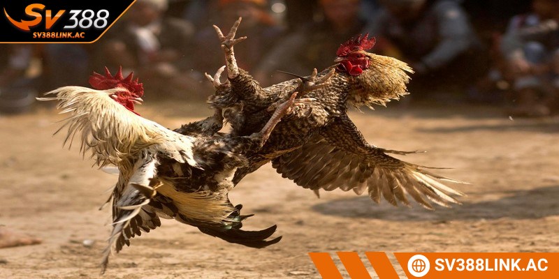 Lịch đá gà giúp anh em nắm bắt thời gian diễn ra trận so tài