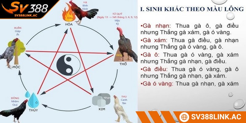 Mạng gà đá theo ngày được các sư kê áp dụng cực kỳ hiểu quả