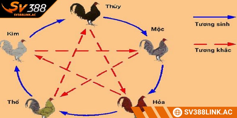 Những chú gà có màu đen hoặc ô sẽ được phân loại mệnh Thủy
