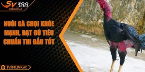 nuoi-ga-choi-khoe-manh