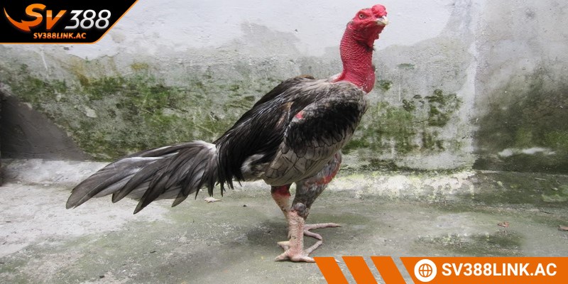 Đảm bảo nguồn thức ăn cho gà chọi đặc biệt rất quan trọng