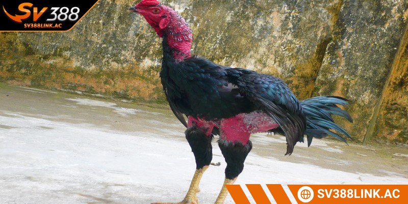 Điều chỉnh mật độ nuôi nhốt giúp thần kê tránh được nắng nóng