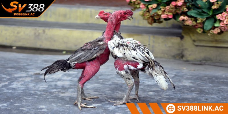 Nuôi gà chọi khỏe mạnh phải đảm bảo tuân thủ mọi tiêu chuẩn