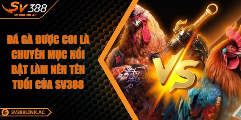 Đá gà được coi là chuyên mục nổi bật làm nên tên tuổi của SV388