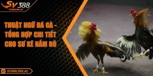 thuat-ngu-da-ga
