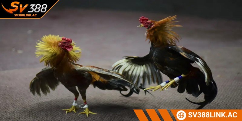 3 hình thức cược mở ra cơ hội khám phá, chinh phục đam mê