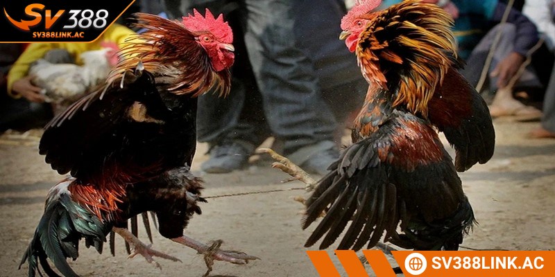 Các tình huống áp dụng thuật ngữ trong đá gà rất quan trọng