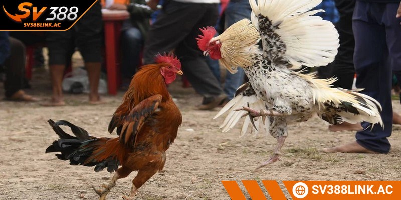 Hiểu rõ từng thuật ngữ trước khi cá cược là rất cần thiết