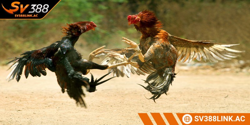 Cổ động viên cuồng nhiệt tiếp lửa cho trận chọi kê 24 tỷ