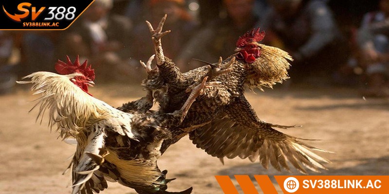 Trận đá gà 24 tỷ được coi là một trong những cuộc so tài đình đám nhất