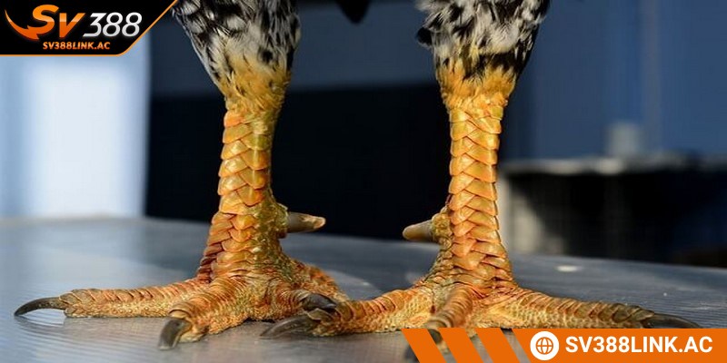 Vảy gà đá là một lớp sừng cứng và mọc bao quanh chân chiến kê
