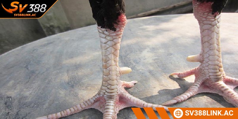 Vảy án thiên là một mảng lớn nằm sát đầu gối các chiến kê
