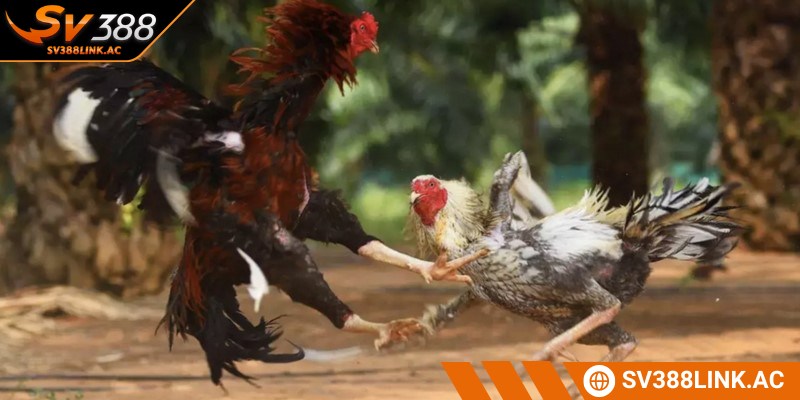 Những lưu ý quan trọng khi xem chân gà chọi