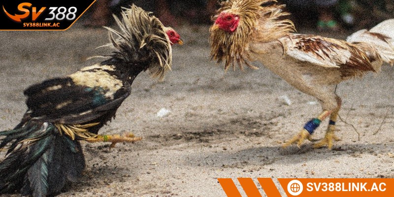 Tại sao bạn cần phải xem chân gà chọi 