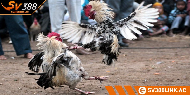 Tiêu chí vàng khi xem chân gà chọi 